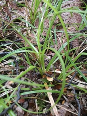 Carex forsteri