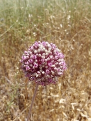 Allium ampeloprasum