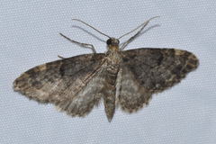 Eupithecia tantillaria