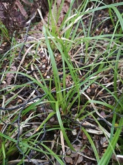 Carex forsteri