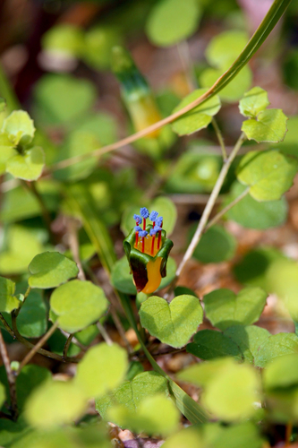 Fuchsia procumbens observed 2026-06-30