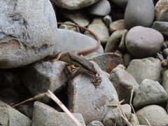 Takydromus formosanus