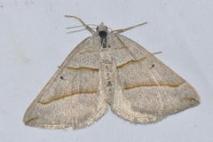 Scotopteryx