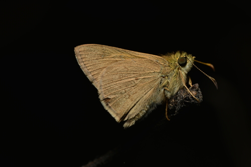 Large Dingy Skipper
