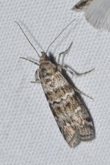 Dioryctria simplicella