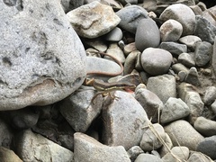 Takydromus formosanus