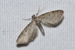 Eupithecia virgaureata