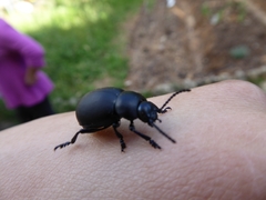 Timarcha tenebricosa
