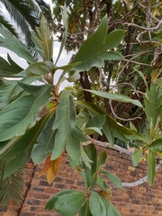 Bocconia arborea