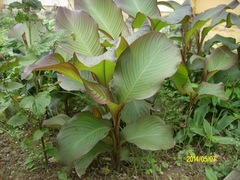 Curcuma longa