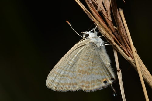 Pea Blue