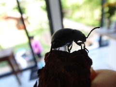 Timarcha tenebricosa