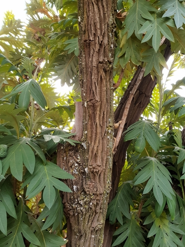 Bocconia arborea