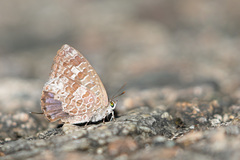 Arhopala birmana