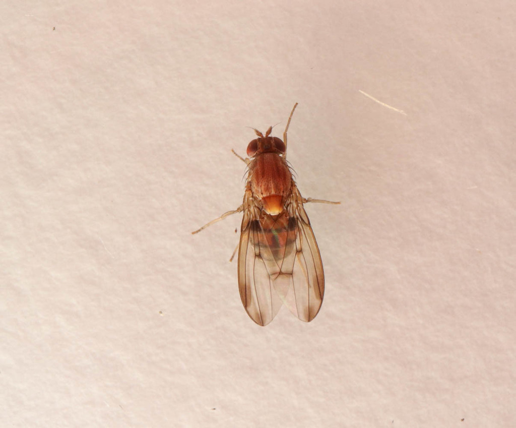 Leucophenga quinquemaculata