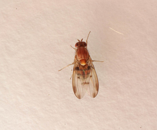 Leucophenga quinquemaculata