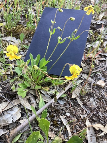 Goodenia pinnatifida observed 2026-10-11