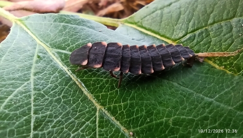 European Glow-worm