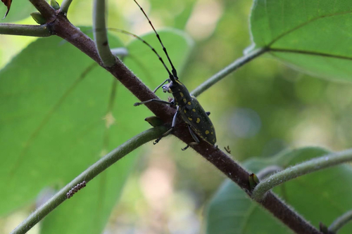 Yellow-spotted Longicorn Beetle