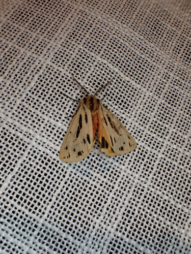 Crimson Tiger Moth