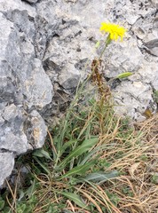 Pseudopodospermum strictum