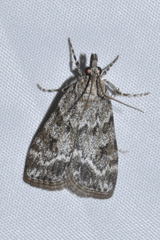 Scoparia basistrigalis
