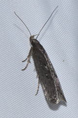 Neofaculta ericetella