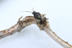 Orthops
