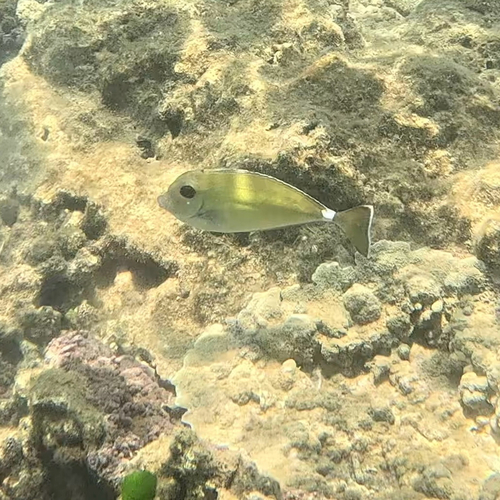Naso annulatus observed 2026-10-11