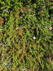 Empetreae