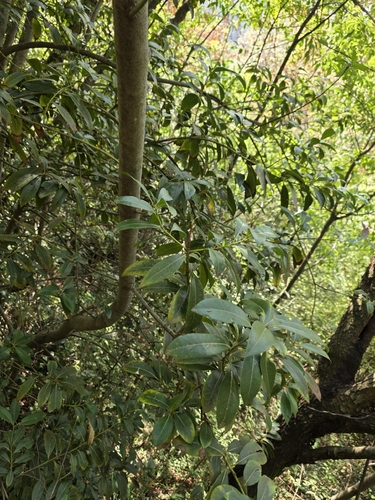 Cherry laurel