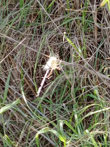 Banded Garden Spider