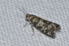 Epinotia tedella
