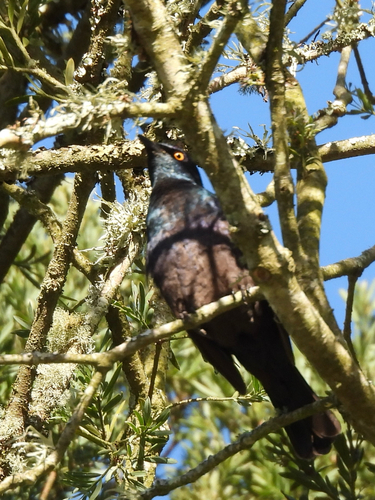 iNaturalist image