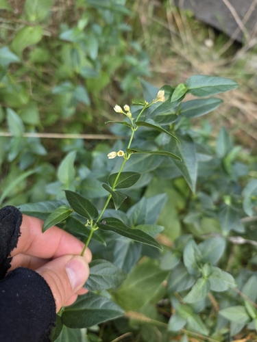 Swallow-wort