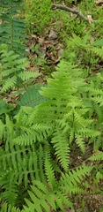 Phegopteris