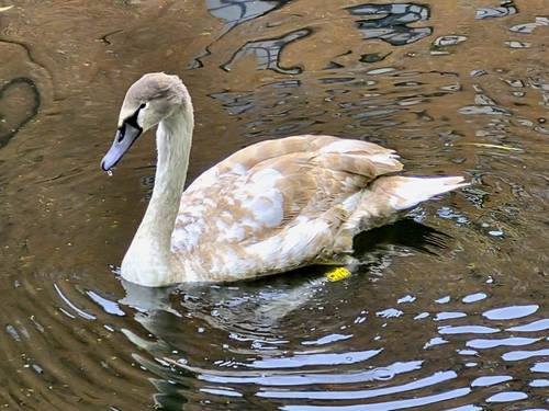 Mute Swan