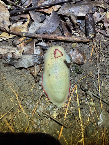 Red Triangle Slug