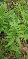 Phegopteris