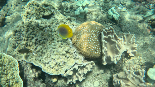 Chaetodon aureofasciatus observed 2026-10-11