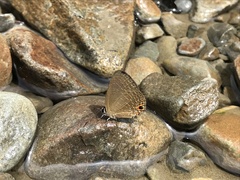 Jamides bochus formosanus