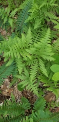 Phegopteris
