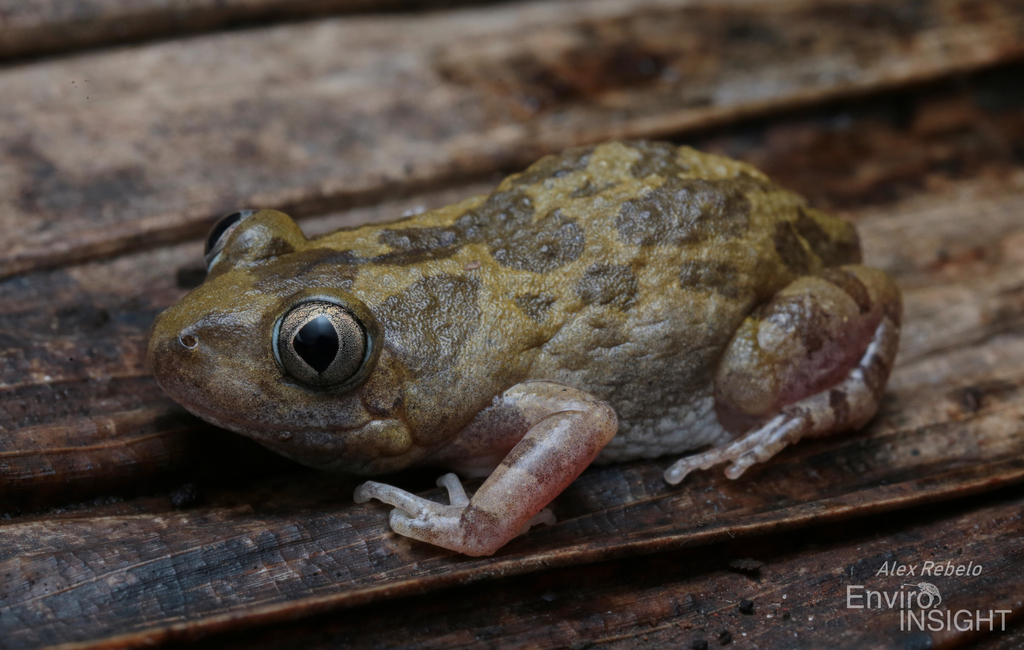Brown Running Frog