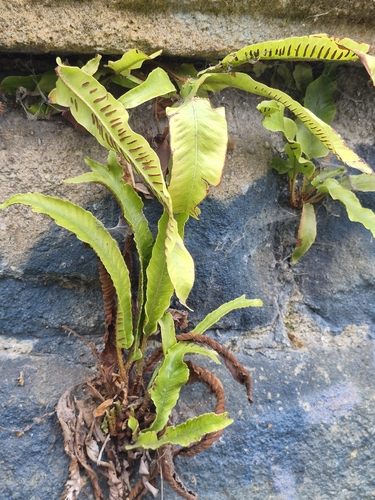 Hart's-tongue fern