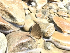 Jamides bochus formosanus