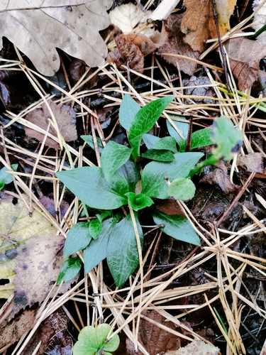 lesser rattlesnake plantain