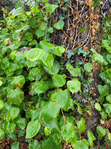 Little-leaf Linden