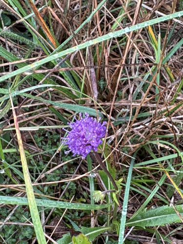 Devil's-bit Scabious