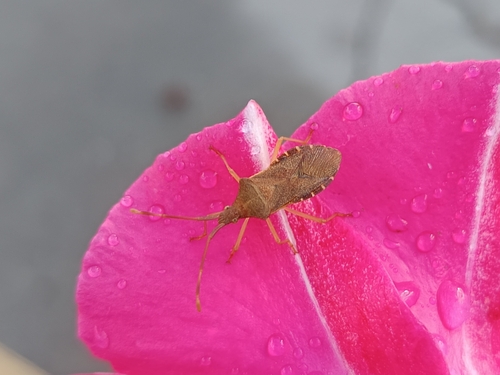 Box Bug