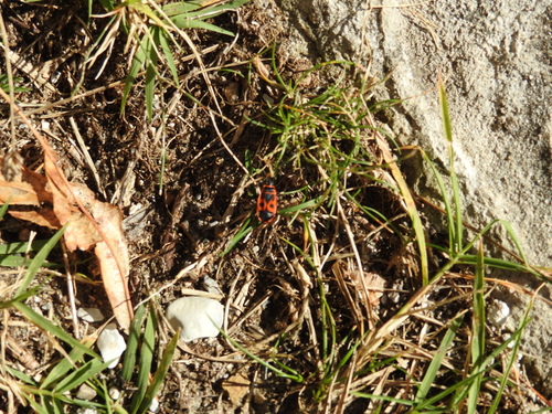 European Firebug